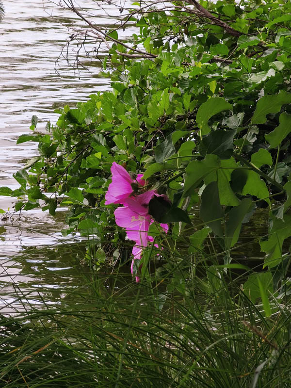 Hibiscus moscheutos ssp moscheutos en fleurs dans les marais des Landes